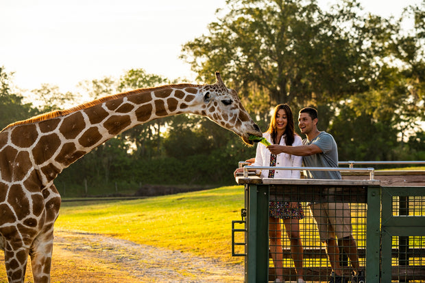 Busch Gardens Tampa - Couple feeding giraffe on safari