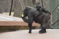 Franklin Park Zoo