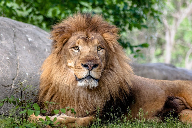 Franklin Park Zoo