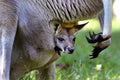 Franklin Park Zoo