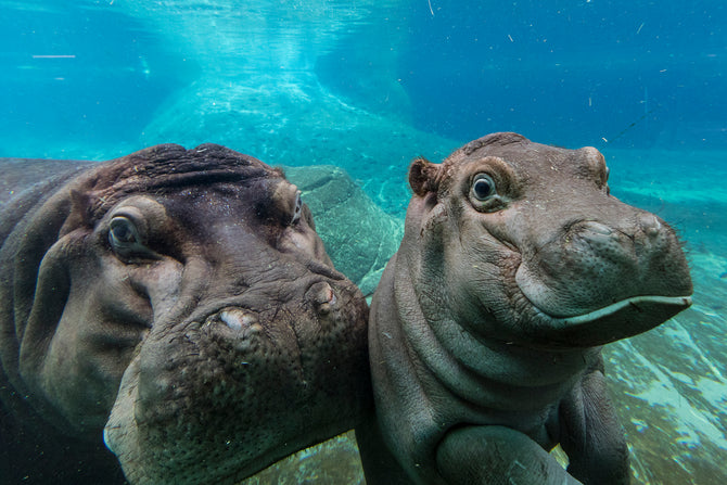 San Diego Zoo & Safari Park