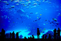 Adventure Aquarium