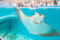 Newport Aquarium