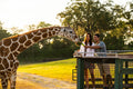 Busch Gardens Tampa - Couple feeding giraffe on safari