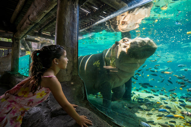 Busch Gardens Tampa - girl viewing hippo