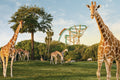 Busch Gardens Tampa - giraffes on safari
