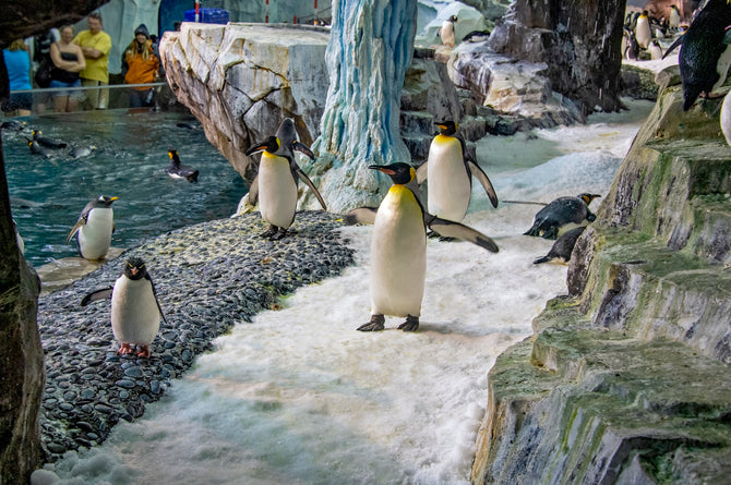 SeaWorld Orlando penguin habitat